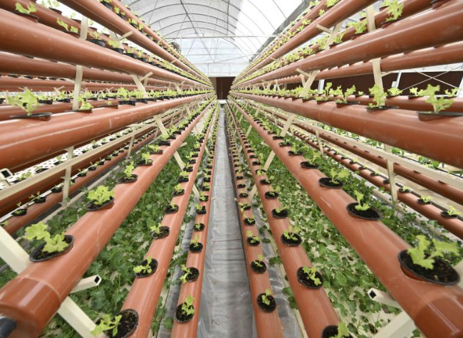 Chinese Youths Grow Vegetables inside Containers for World Cup in Qatar