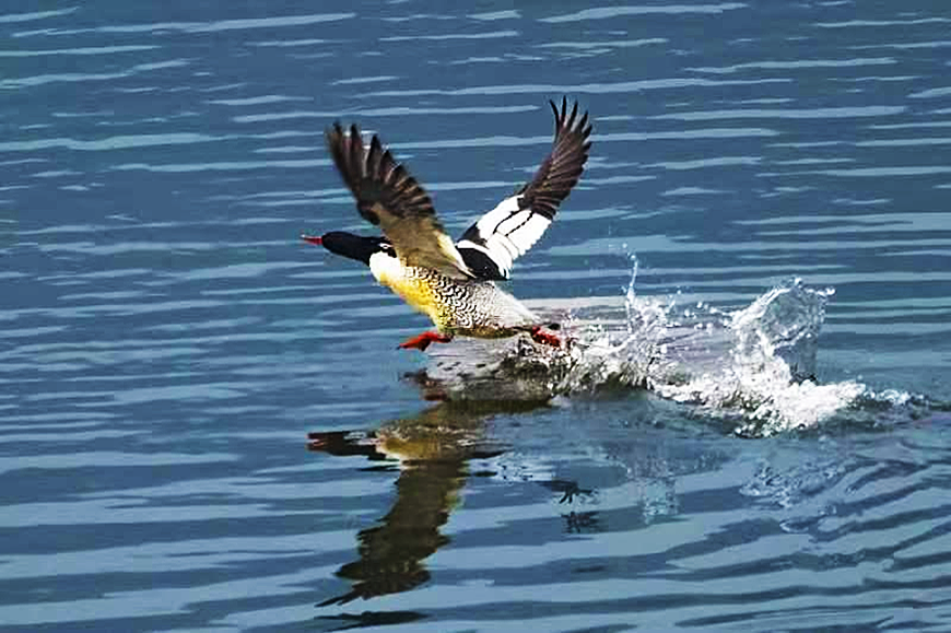 Wanzhou Birdlife