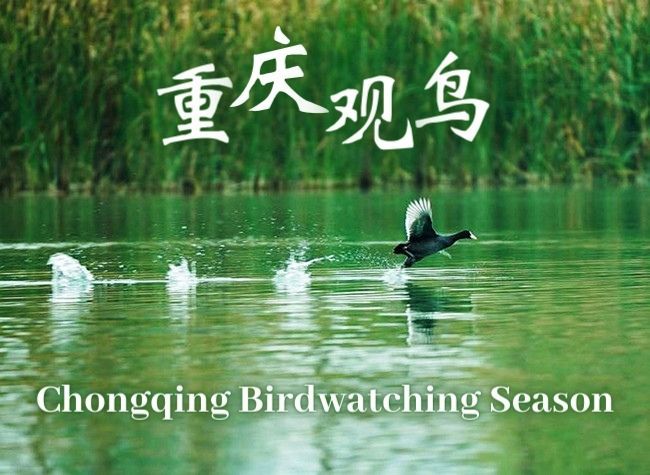 Explore Top Nature Reserves as Winter Birdwatching Lands in China's Chongqing
