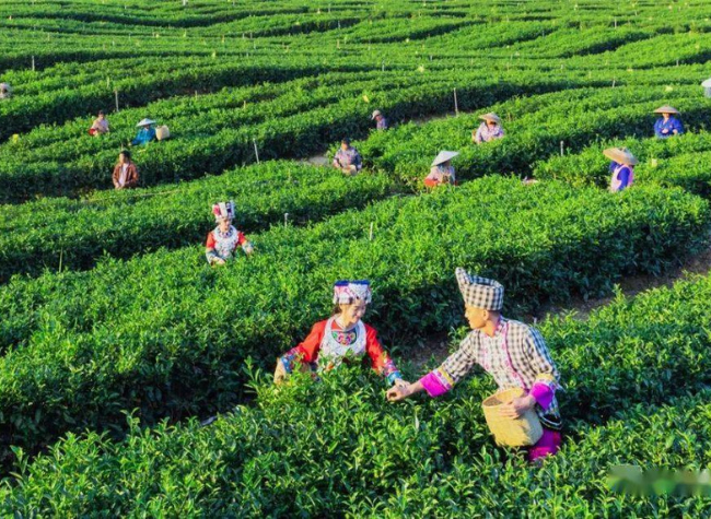 The Opportunity for Chongqing after Chinese Tea Making Joining UNESCO List