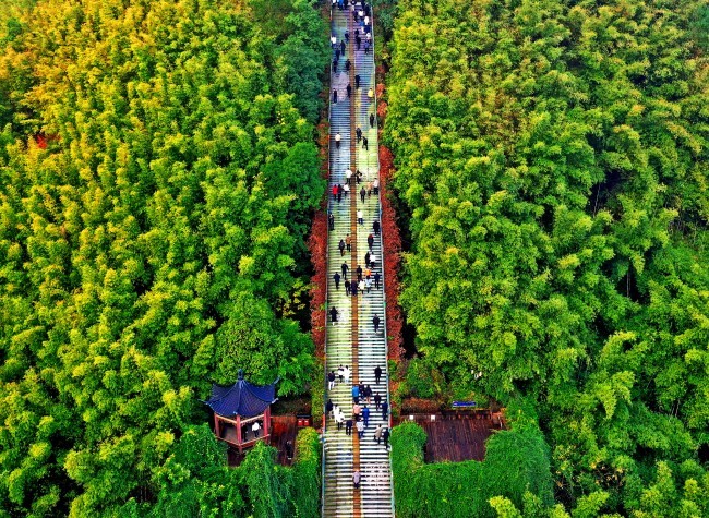 Visual Chongqing | Walk in Forest Park