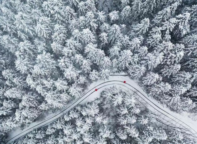 Visual Chongqing | Snow in the Forest