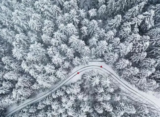 Visual Chongqing | Snow in the Forest