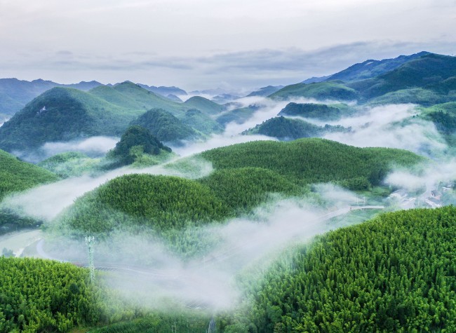 Visual Chongqing | Bamboo Sea