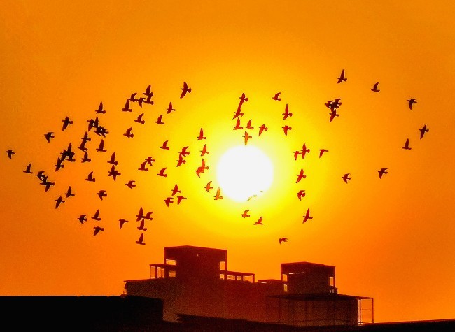 Visual Chongqing | Glimpse of the Flying Pigeon