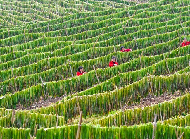 Visual Chongqing | Harvest of Winter Vegetables