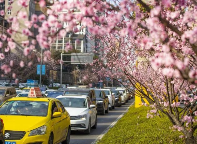 In Pics: Appreciating Flowers in Chongqing
