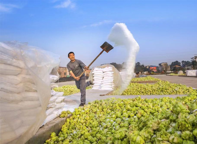 Deputies Offer Strategic Actions for Chongqing's Rural Revitalization丨Press Conference