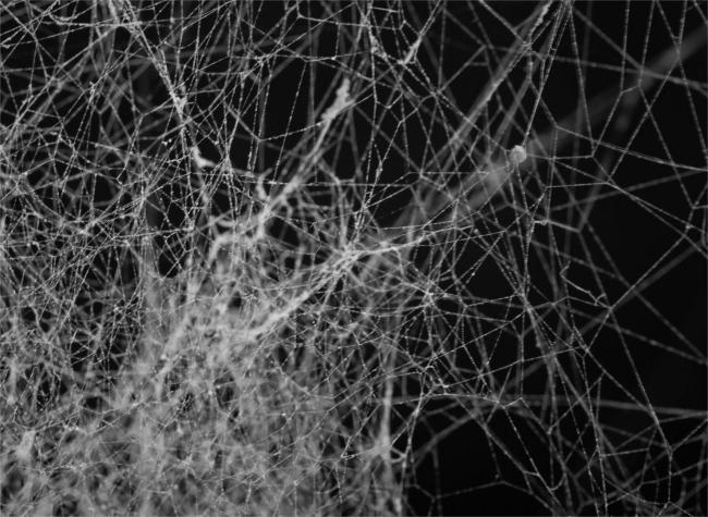 Breakthrough of Artificial Spider Silk Results in Military and Medical Applications