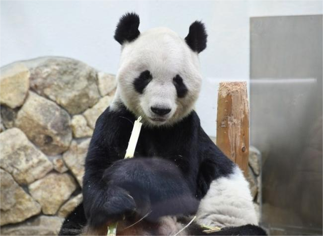 China Welcomes Panda Eimei and Twin Cubs Back Home From Japan