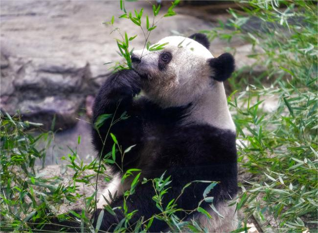 Japan Bids Adieu as Beloved Giant Panda Xiang Xiang Returns to China