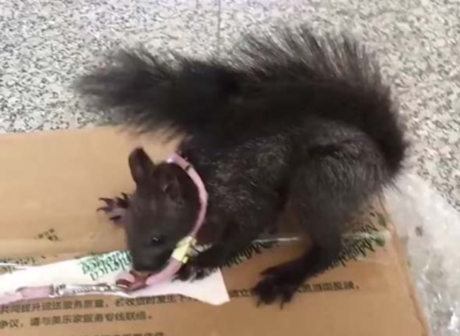 In China's Chongqing, Police Squirrels Can Now Sniff out Drugs