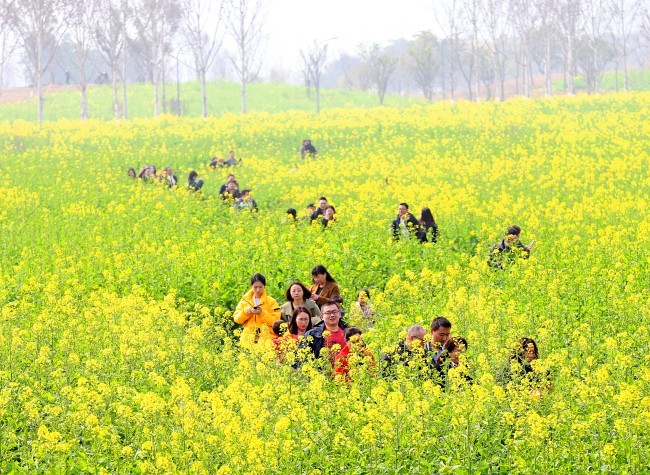 Visual Chongqing | The Blooming Canola Flowers