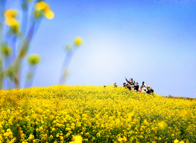 Visual Chongqing | Canola Flowers are in Bloom