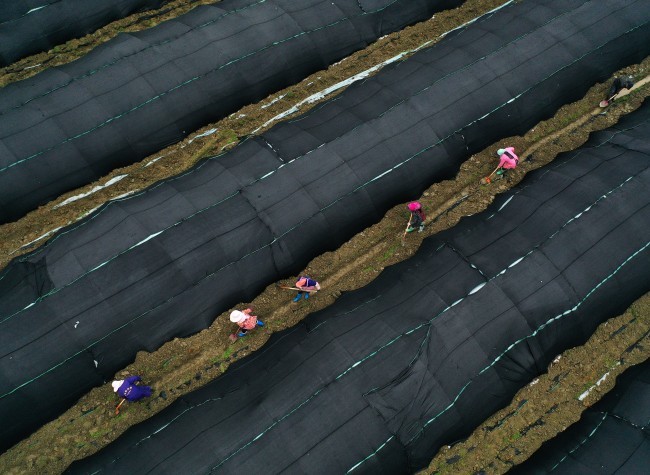 Visual Chongqing | Busy Spring Management of Morel Mushrooms