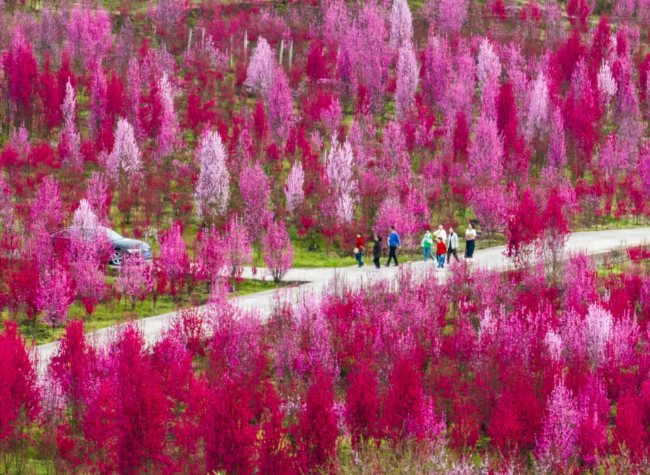 Visual Chongqing | Pink