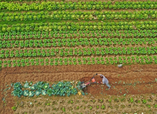 Visual Chongqing | Spring Plowing Season