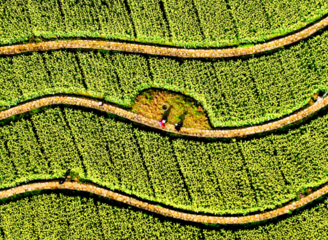 Visual Chongqing | Spring Scenery in the Field