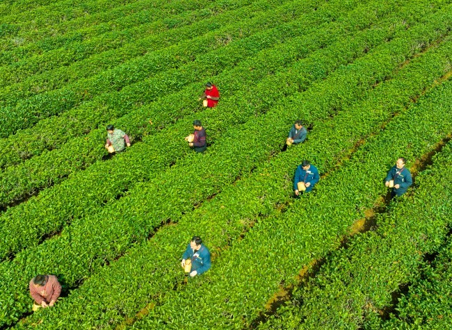 Visual Chongqing | Picking Spring Tea