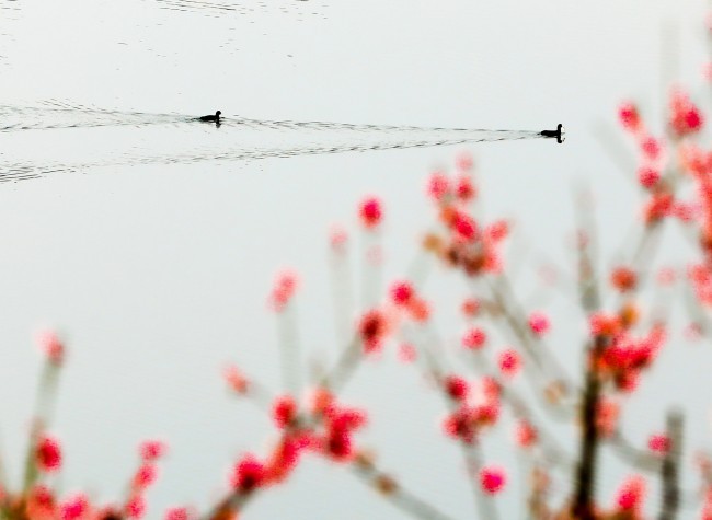 Visual Chongqing | Beautiful Lake in Spring