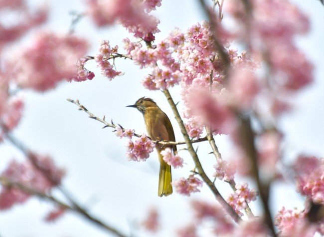 Visual Chongqing | Birds in Spring