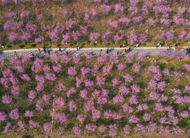 Visual Chongqing | Spring Returns to the Earth