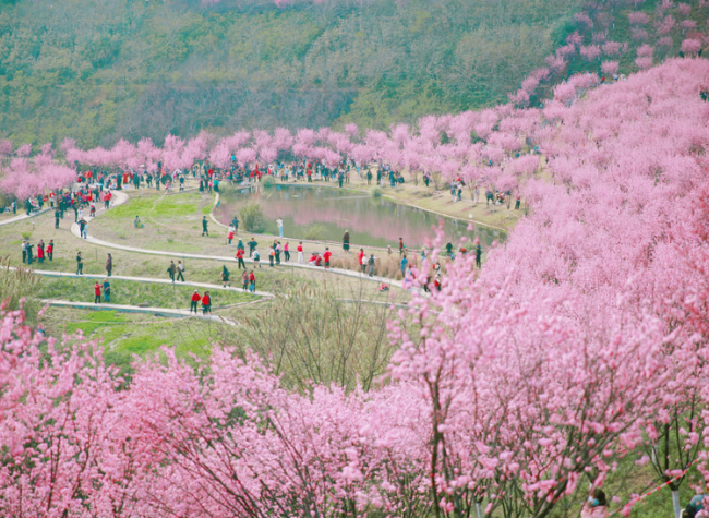 Chongqing's Barren Hill Transformed into a Blossoming Tourist Attraction