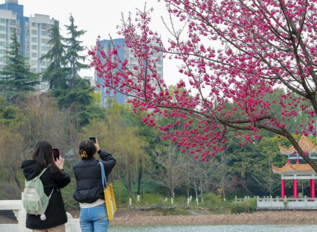 In Pics: Chongqing Universities Welcome Students with Blossoming Flowers