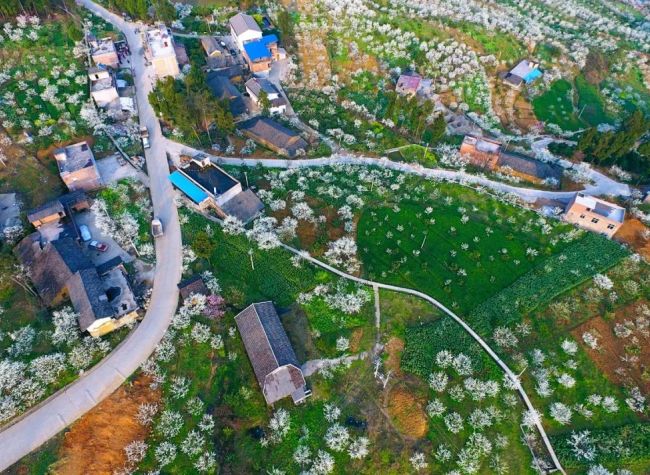 Spring in Three Gorges: The 5th Yangtze Three Gorges (Wushan) Plum Blossom Festival Opens