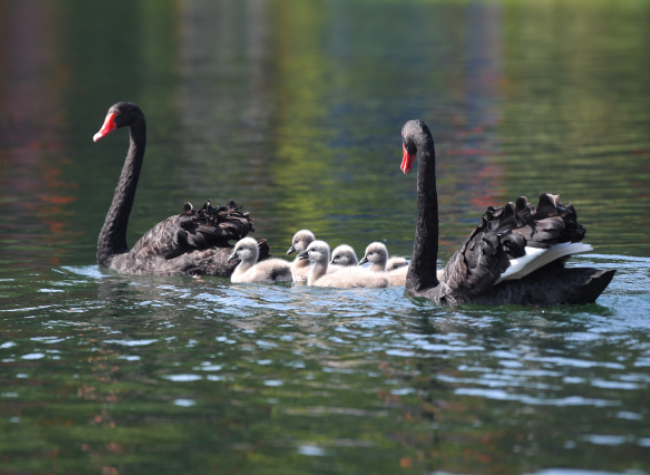 Visual Chongqing | Swans' Outing