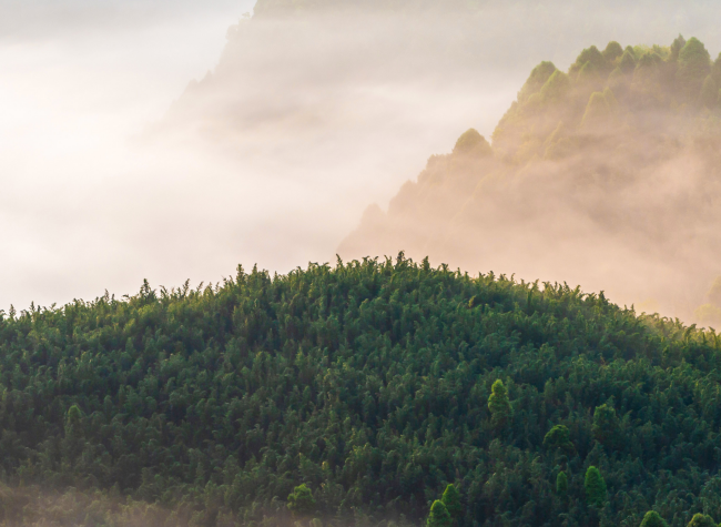 Visual Chongqing | Bamboo Forest