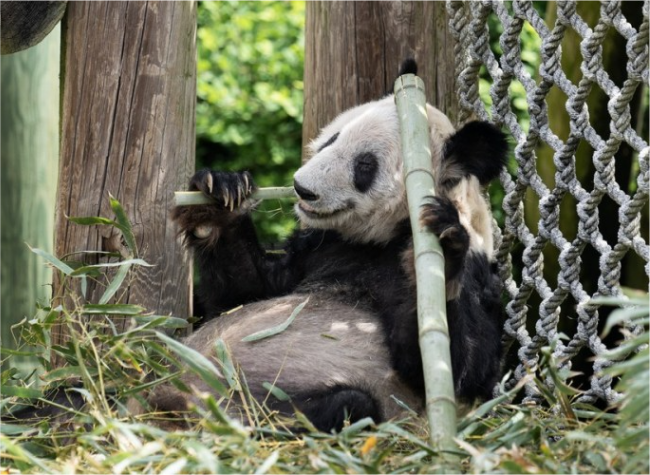 Giant Panda Ya Ya Departs Memphis Zoo