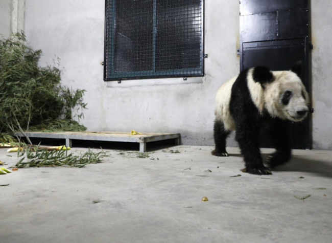 Giant Panda Ya Ya Arrives in Shanghai