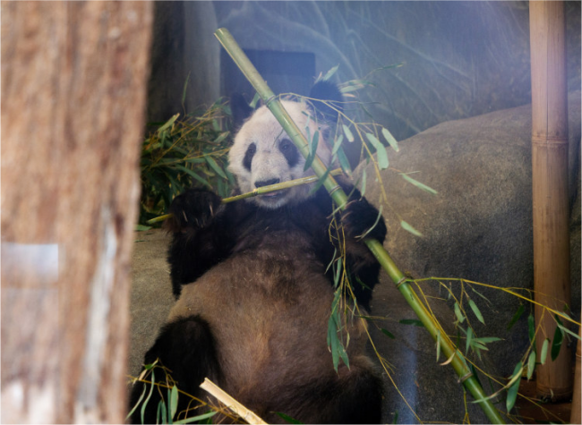 Giant Panda Ya Ya to Return to China