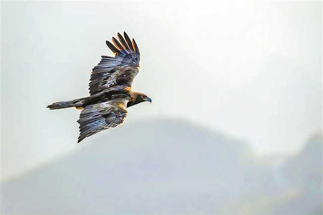 Chongqing's Diverse Wildlife: Over 500 Wild Bird Species Identified