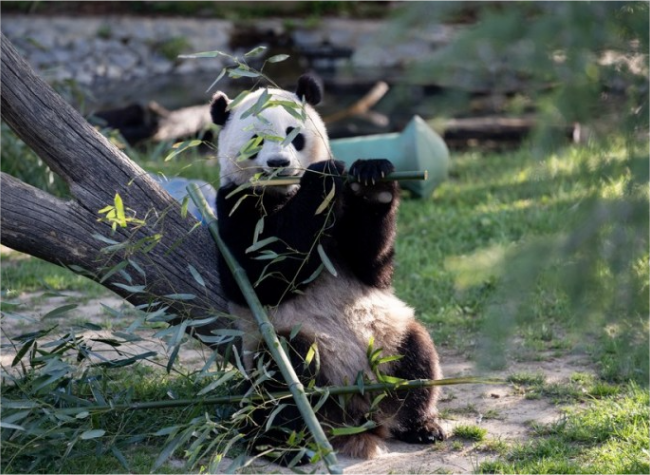 Giant Pandas at U.S. Smithsonian's National Zoo All Healthy, Chinese, U.S. Experts Say