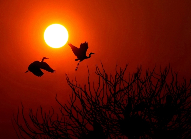 Visual Chongqing | The Love Birds