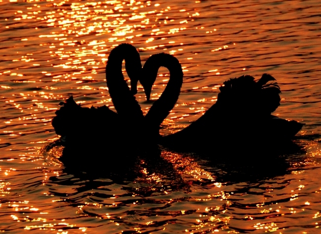 Visual Chongqing | The Golden Light