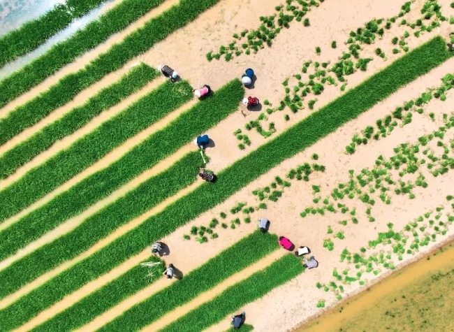 Visual Chongqing | Hoping for Bumper Harvest