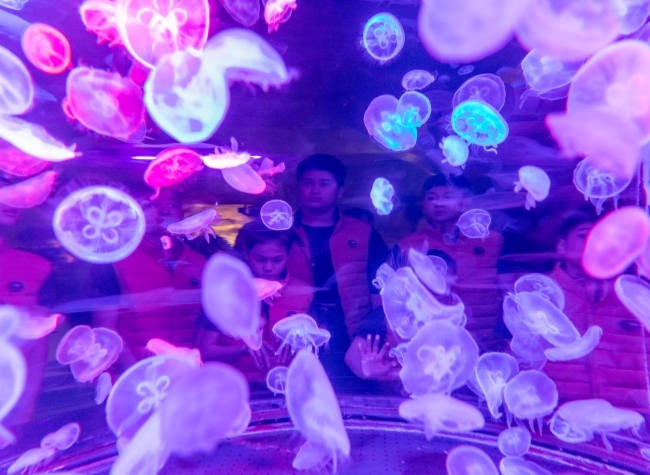 Visual Chongqing | The Sea World