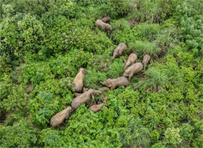 From Conflict to Coexistence: China Sees Changing Human-Wildlife Relations