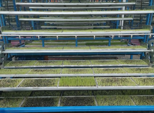 Chongqing's Seedling Nursery Production System Fully Automated