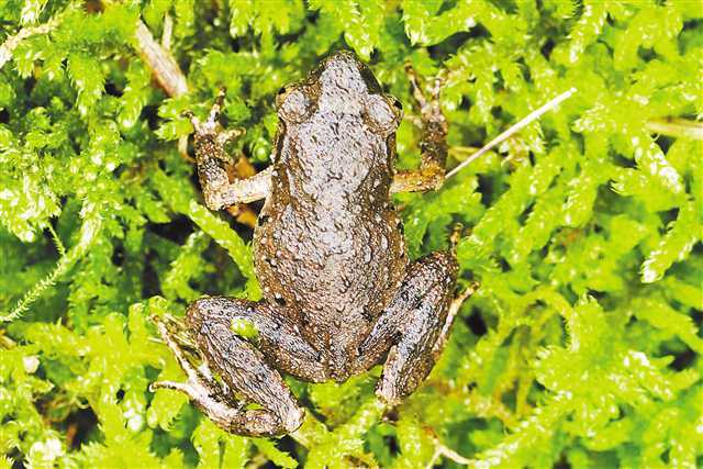 Chongqing Showcases Biodiversity Conservation Achievements and New Species Discoveries