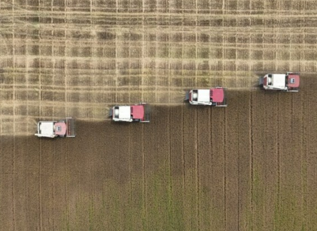 China's Bumper Harvest Brings Confidence Amid Global Inflation