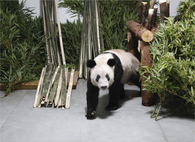 Giant Panda Ya Ya Returns to Beijing Zoo, Remains in Stable Condition