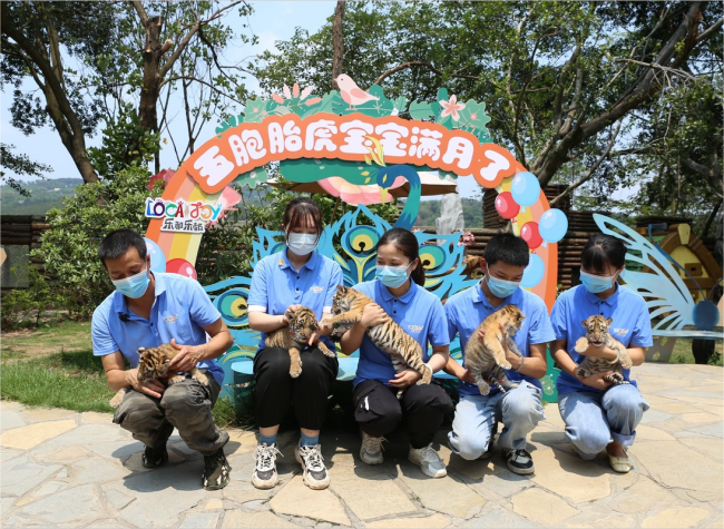 Once Abandoned, Tiger Cubs Thriving