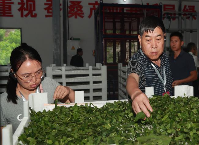 Chongqing Promotes Intelligent Sericulture Farming System to Boom Its Brand Awareness
