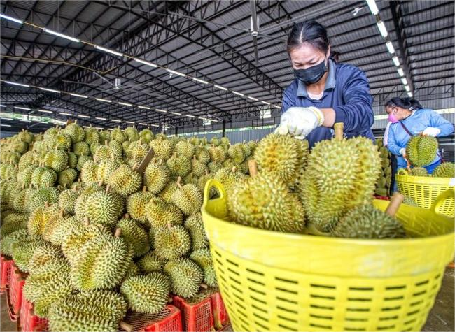 China's Chongqing Opens Faster Import Route for Thai Durians