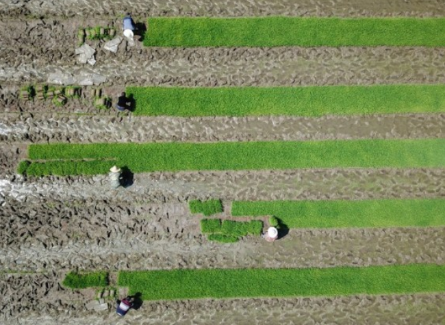 China Ramping up Efforts to Protect Arable Land and Ensure Food Security: Minister