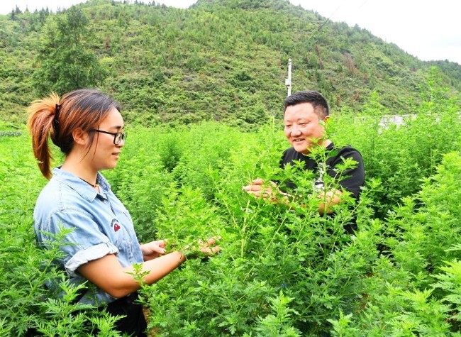 Artemisia Annua: A Potent Antimalarial and Economic Driver